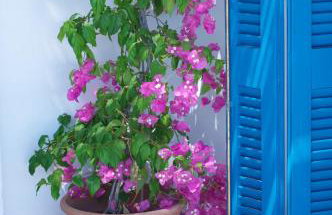 Τhe White Houses - Foto 7