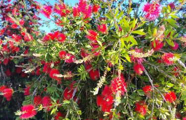 Andalusian Pool Parties Music & Magic - Photo 9