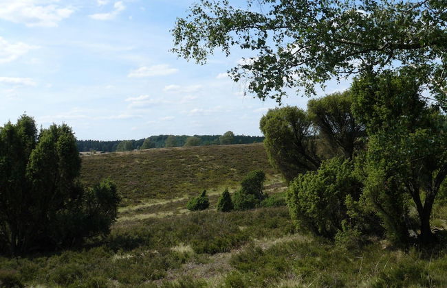 Holiday Home in the Luneburg Heath - Foto 9