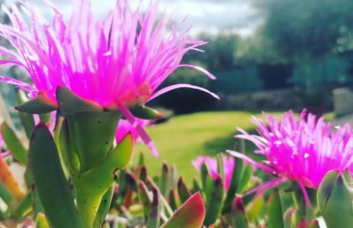 Casa delle Cicale - Foto 24