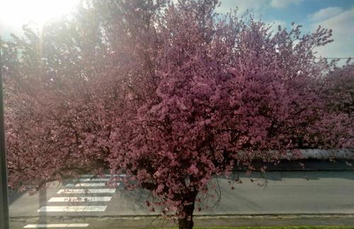 Pretty Poppy - Foto 28