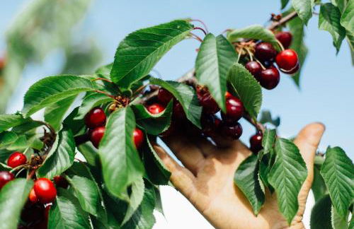 Agriturismo Il Querciolo - Photo 11