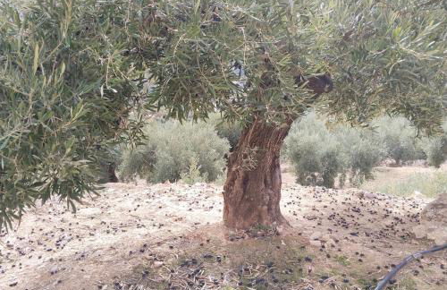 Divertida y Romántica - Foto 30