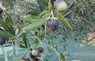 Casa Renacci - Foto 25