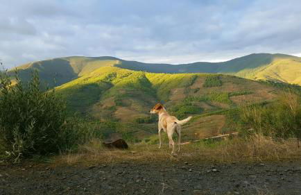 Casa Rural El Peral - Foto 3