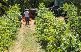 Podere Ghiole - Foto 11