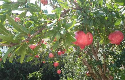 Studio Giannis, a breath away from Athens! - Foto 47