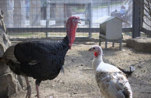 Quinta dos Lagos - Foto 37