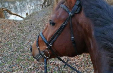 Reiterhof Groß Stubben - Foto 17