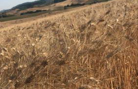 Agriturismo La Valle della Lavanda - Podere Mezzastrada - Foto 14