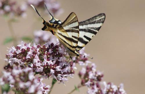 Casa do Vale de Cerdeiras - Foto 49