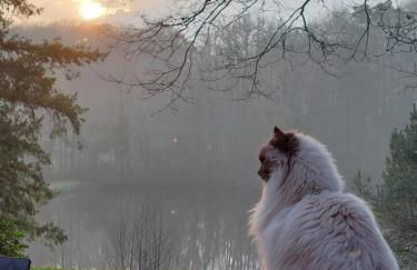 "Le petit bonheur" Gîte van 4 tot 12 personen met privé vijver van 2Ha - Foto 17