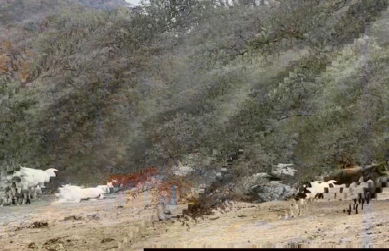 Off-grid 1-bed Cabin in Yokuts Valley - Foto 22