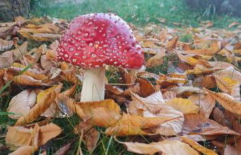 Cal Pastor de Planès - Foto 20