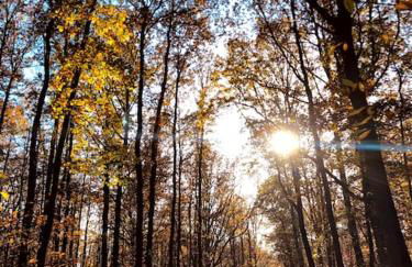 Maison de charme nichée dans le bois pour vivre une expérience unique - Foto 26