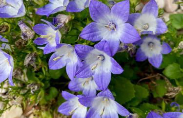 Casa da nascente douro - Foto 70