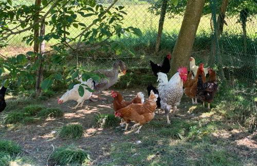 Agroturismo Urresti - Foto 79