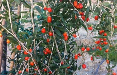 Mini Villas Blue - Foto 28