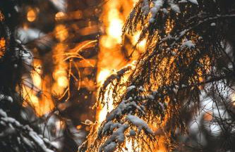 Siedlisko Przy Lesie Alpaka 3 - Foto 66