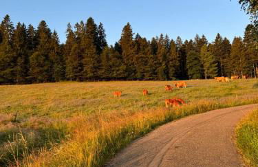 Helle gemütliche Ferienwohnung in Schwarzwaldhof - Foto 16