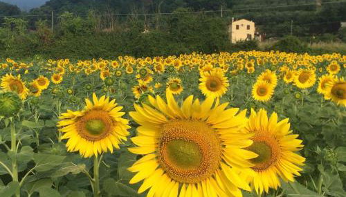 Nido Bianco - Foto 5