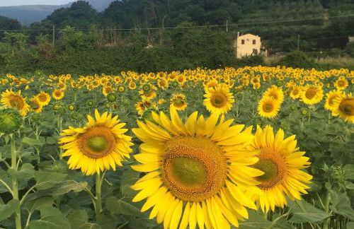 Nido Bianco - Foto 5