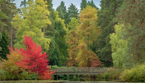 Cedar Cabin Overlooking Bedgebury Forest - Foto 4