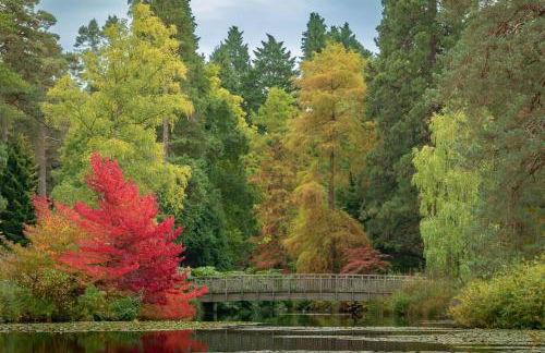 Cedar Cabin Overlooking Bedgebury Forest - Foto 4