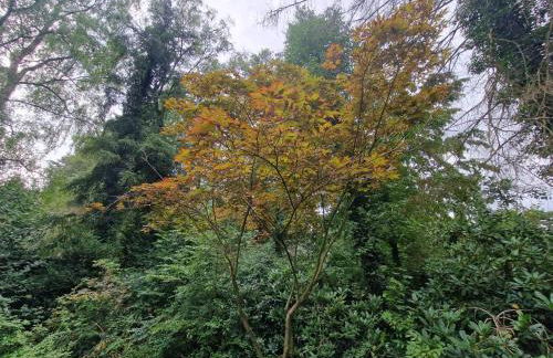 Ferienhaus Thymian in Hatten bei Oldenburg - Idyllische Waldlage - Foto 61