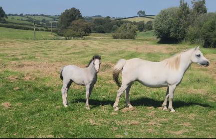 Cwm Uchaf Holiday Home, hot tub and horse view! - Photo 31