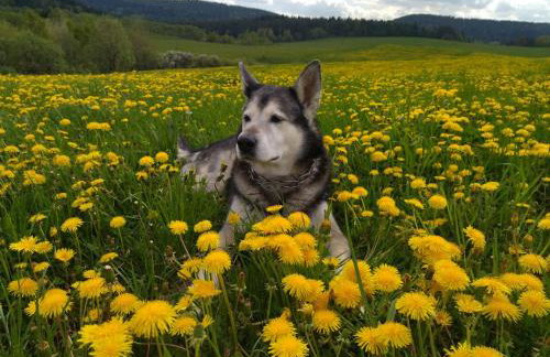 Pastelova Krova - domki w Bieszczadach - Foto 10