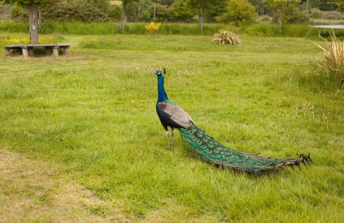 Orchard View Shepherds Hut - Foto 25