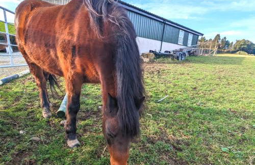 The Paddock - Foto 24