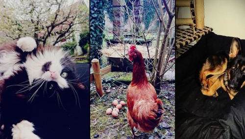 Gite aux sources d'Alsace - Foto 5