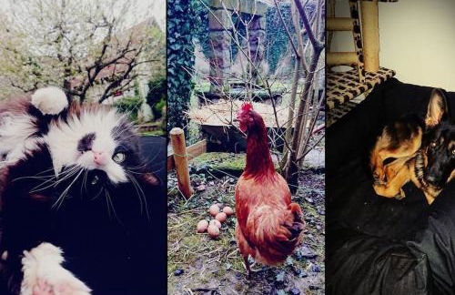 Gite aux sources d'Alsace - Foto 5