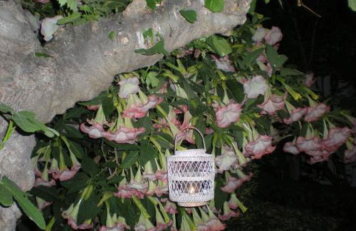 Manolis' House - Foto 34