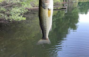 Waterfront cabin in the woods - Foto 4