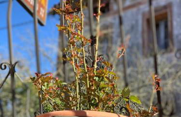 Apartamento Rural Lago Enol - Foto 74