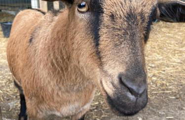 L'Escapade Gite cosy avec SPA et mini ferme - Foto 16