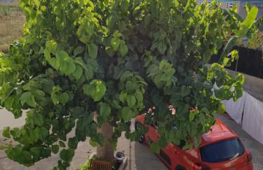 Exclusive Apartment - Playa de Marenys de Rafalcaid - Photo 64