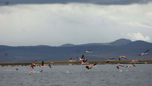 Contemplando la fauna de la región