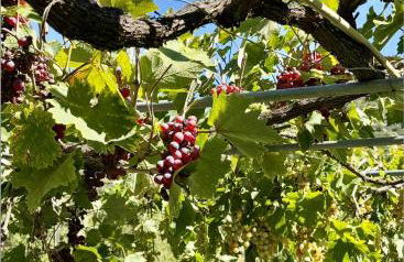 Villa Lazaros - Foto 20