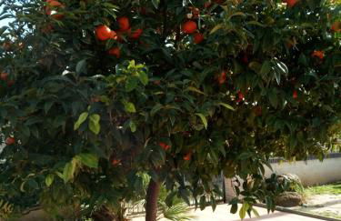 CL GRAVINA 20 - Photo 35