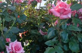 Cueva de la abuela - Foto 43