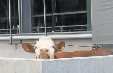 Woferlhof, Ferienhof Boxhorn - Foto 32