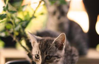 Oaza Marcinkowska - Foto 13