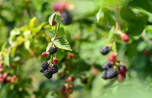 Kuća za odmor Mila - Foto 18