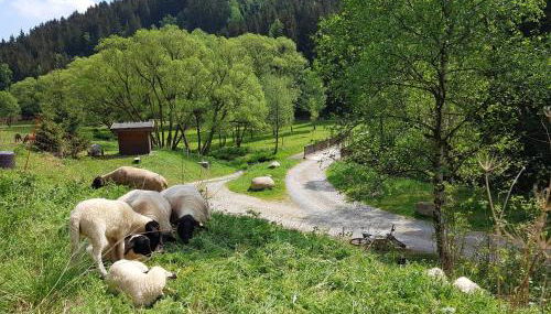 Ferienwohnung "Haus Sonnenblick" - Foto 2