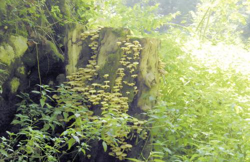 Haus Oettinger - Foto 22