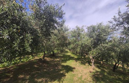 Apartman Villa Romana - Foto 38